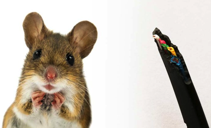 Beskytt Campingvognen og Bobilen Mot Museinvasjon